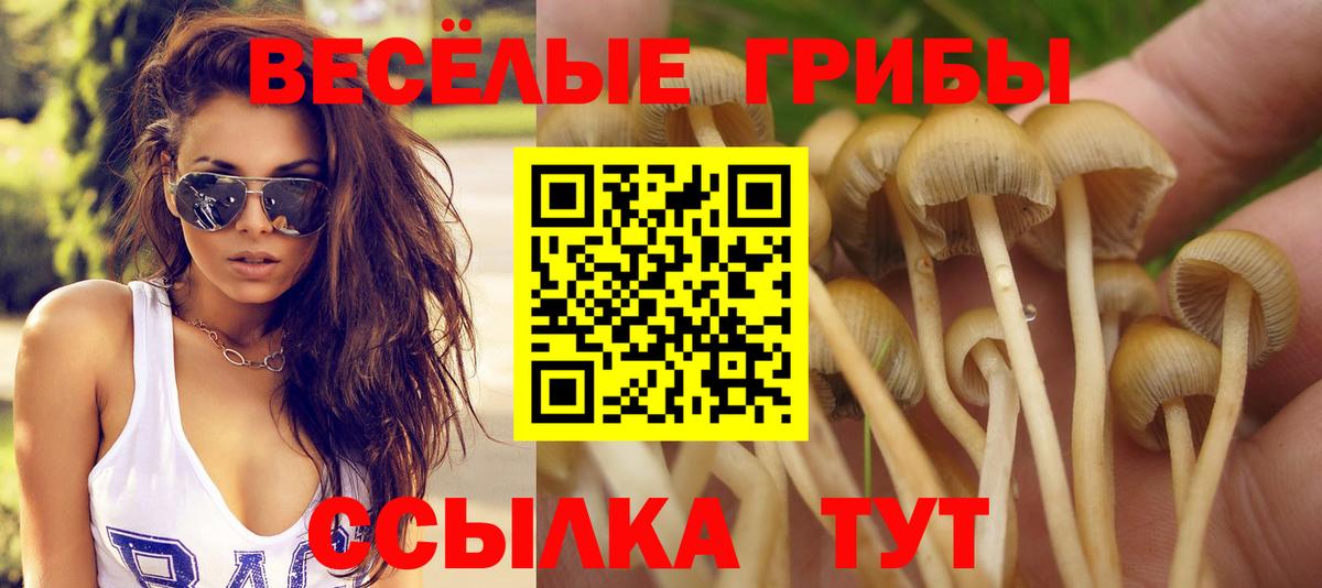 Нарткала  Псилоцибиновые грибы Cubensis  Вход с VPN 